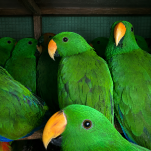 Colorful parrots transported through professional avian logistics services.