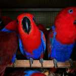 Colorful parrots transported through professional avian logistics services.