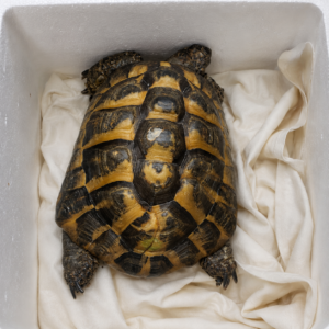Professional exotic animal transportation services