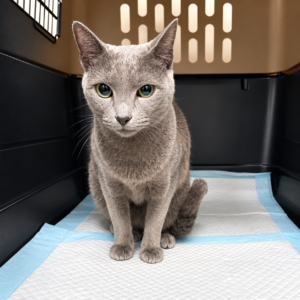 Gray cat inside an airline travel crate for international pet relocation with AVICO Logistics.