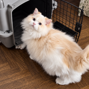 Fluffy cat beside a travel crate prepared for international pet transportation with AVICO Logistics.